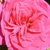 Rózsaszín - Virágágyi grandiflora - floribunda rózsa - Sidney Peabody